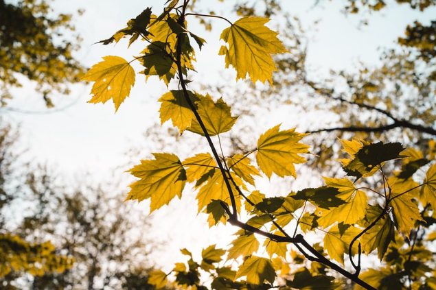 Sentiers de fleurs, sentiers de neige: se promener sur le domaine, été comme hiver