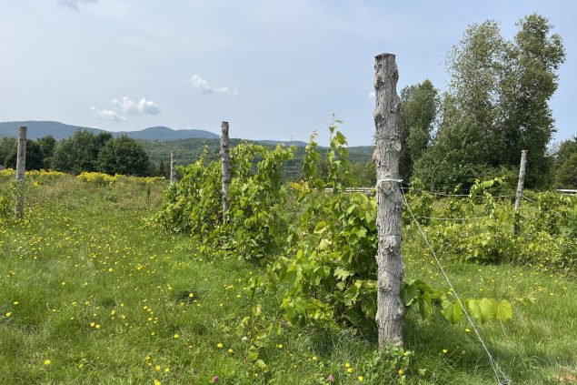 Vignoble et plantes médicinales: explorer notre côté végétal