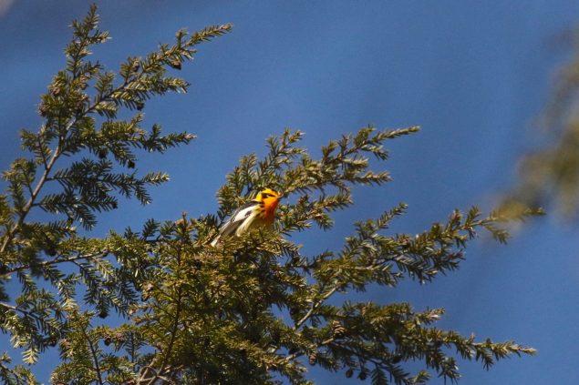 Vibrer au rythme des chants des oiseaux au printemps