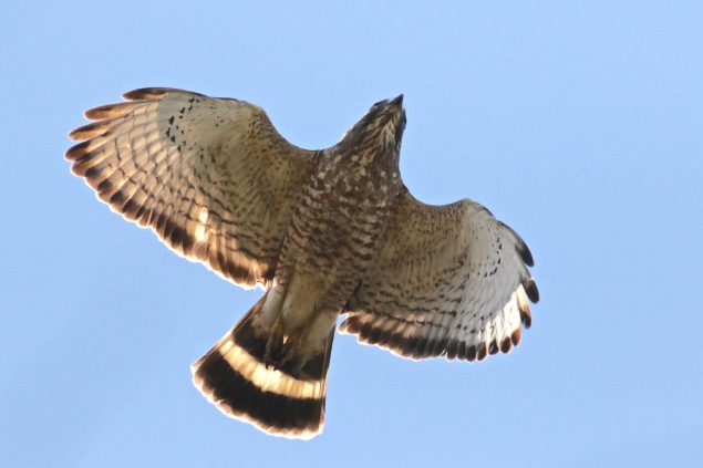 Observer les animaux sauvages, sans les déranger